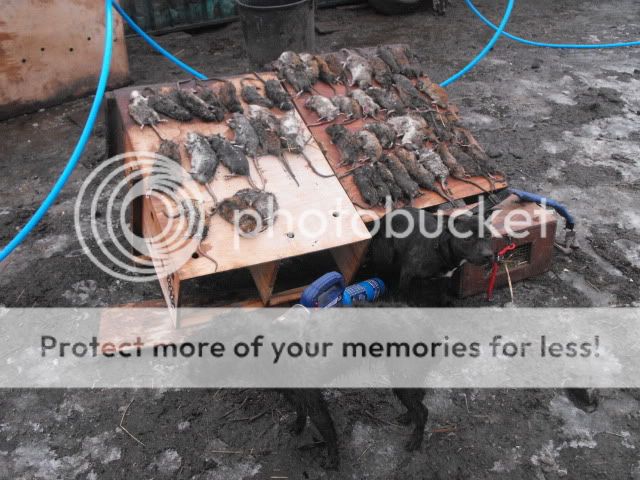 Picture007.jpg