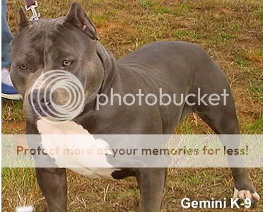 american-pitbull-gemini4.jpg