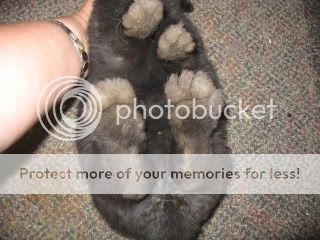 Pinched hindquarters | Rabbits Online Pet Rabbit & Bunny Forum