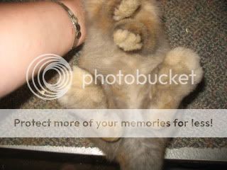 Pinched hindquarters | Rabbits Online Pet Rabbit & Bunny Forum