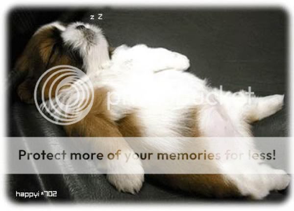 Dogs - alco