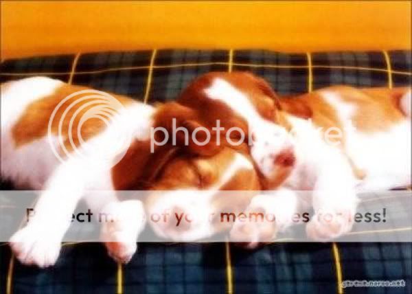 Dogs - alco